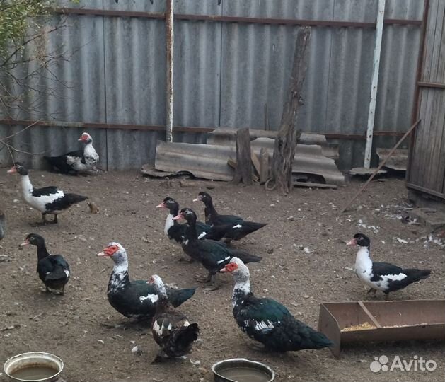 Селезни