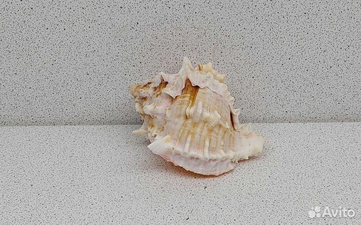 Мурекс Биколор 6,8 морская ракушка раковина