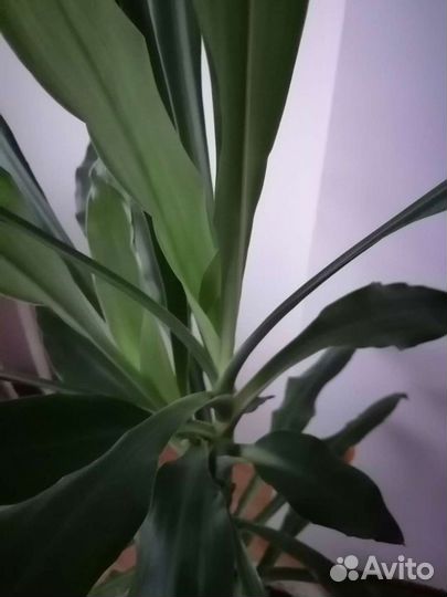 Драцена душистая 155 см