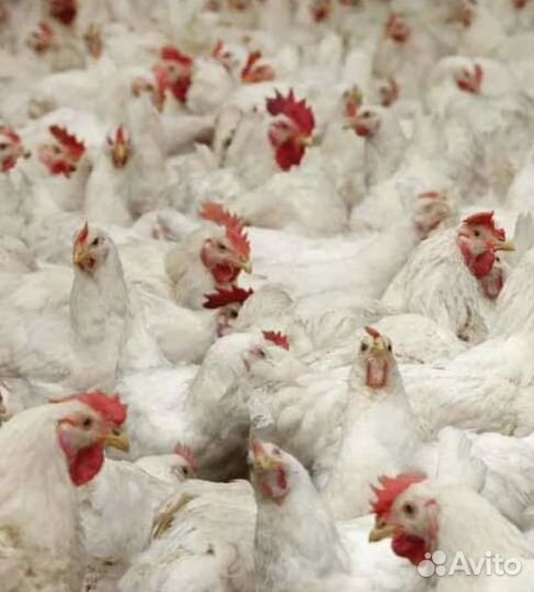 Куры несушки