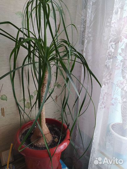 Бутылочное дерево