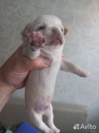 Щенки чихуахуа