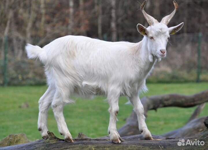 Продам козлят