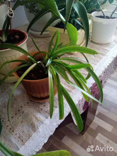 Хлорофитум