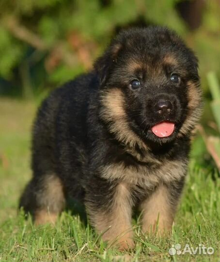Немецкая овчарка щенок