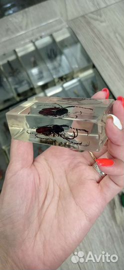 Насекомые в стекле