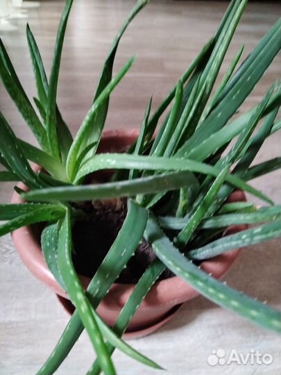 Комнатные растения алоэ вера