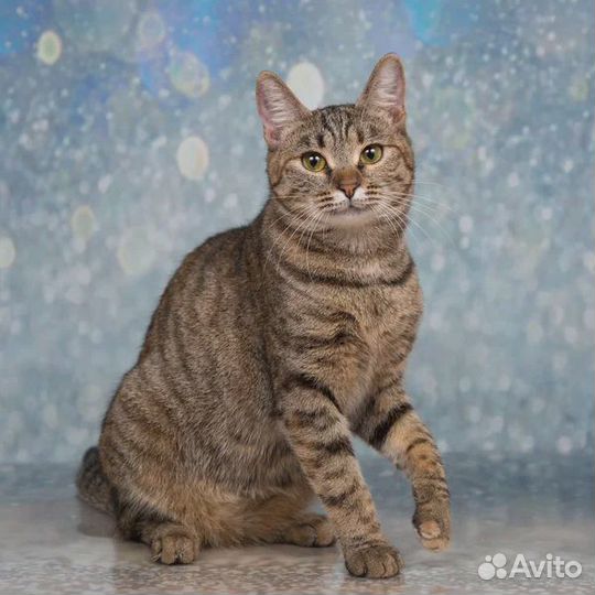 Кошечка в добрые руки