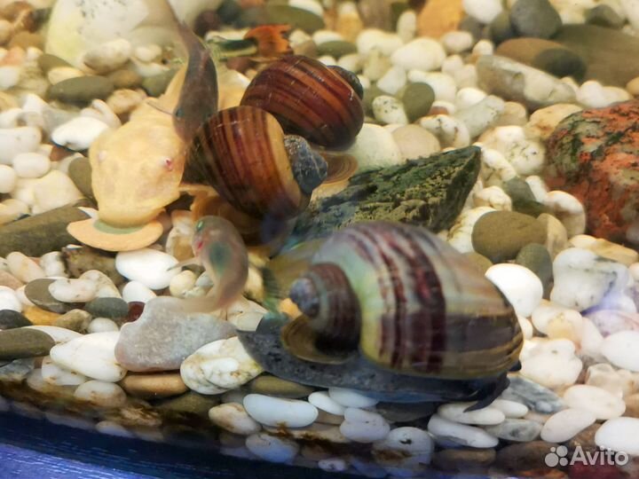 Аквариумные рыбки