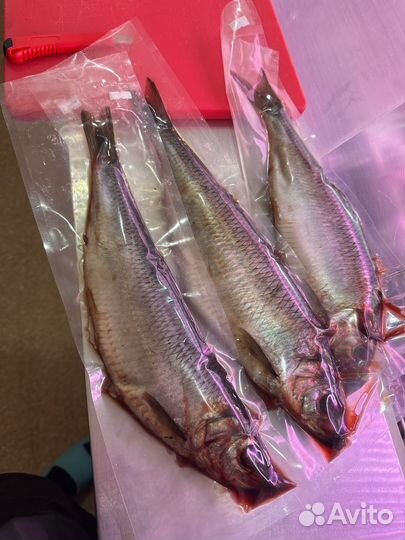 Сельдь олюторская