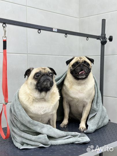 Стрижка собак и кошек с выездом на дом