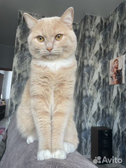 Отдам кота в добрые руки
