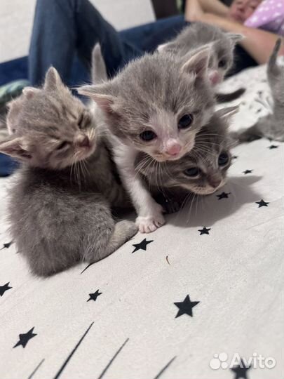 Вислоухие котята