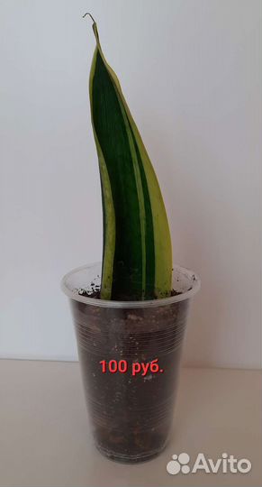 Сансевиерия Лауренти, цветы