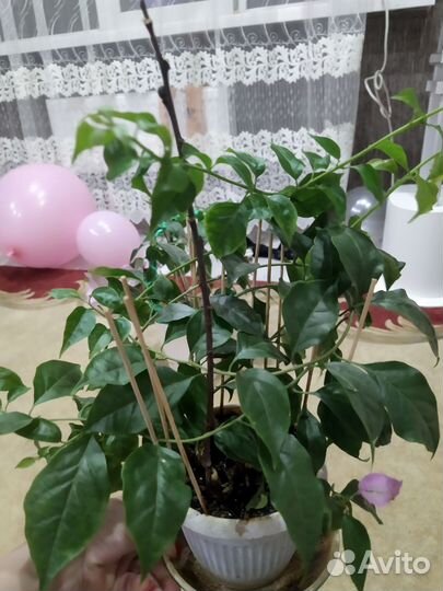 Бугенвелия