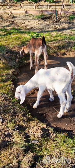 Нубийские козы