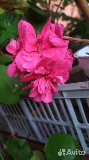 Пеларгония плющелистная