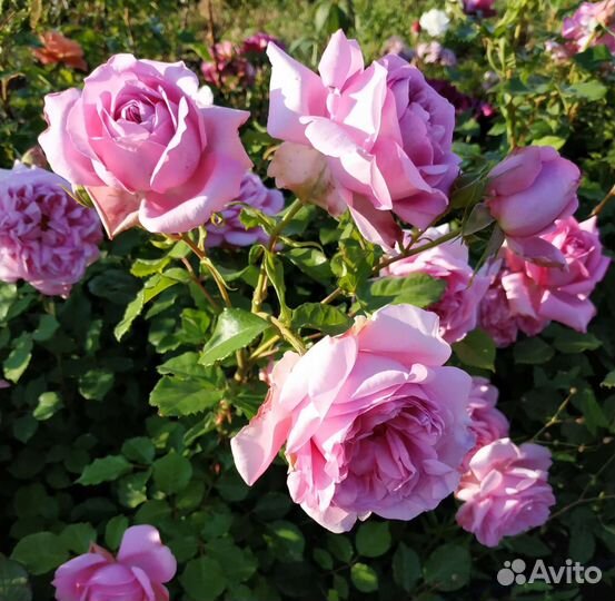 Саженцы роз флорибунда