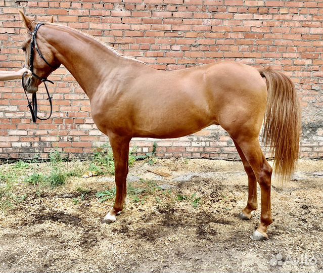 Жеребец чистокровной арабской породы 2х лет