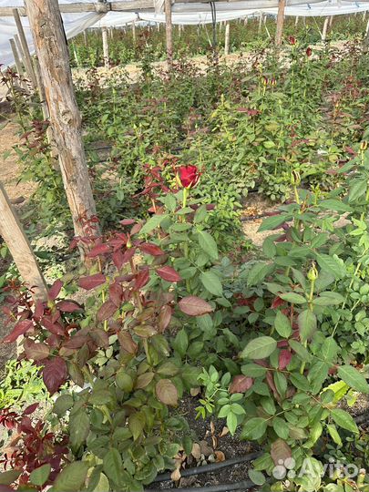 Роза сорт Эксплорэр