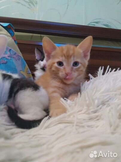 Отдам котиков в добрые руки