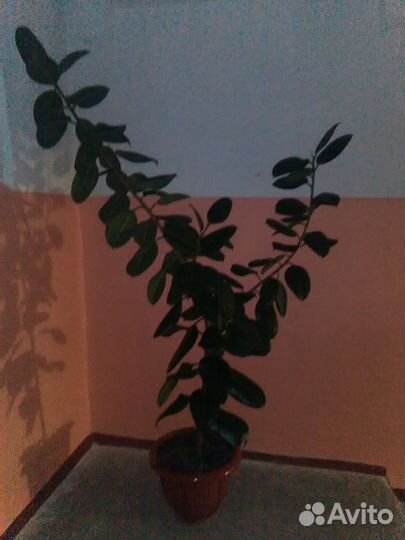 Продам Фикус