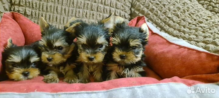 Йорки девочки