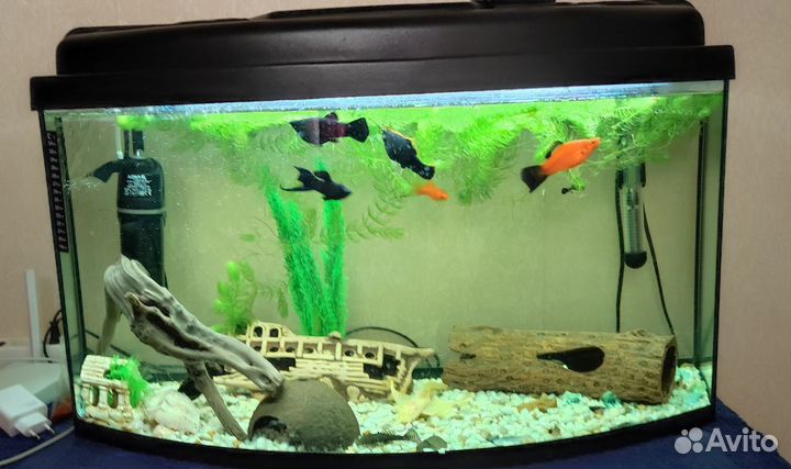 Аквариум с рыбками