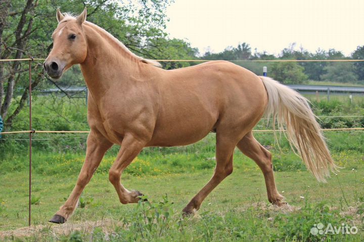 Жеребец Quattro Horse для осеменения