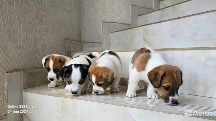 Щенки джек Рассел терьер