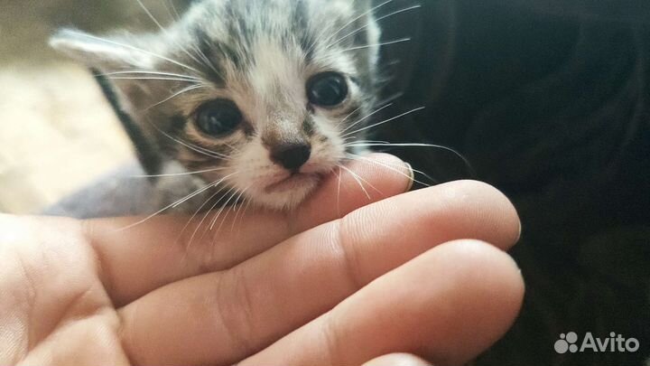 Кошки в добрые руки бесплатно