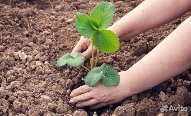 Домашние растения