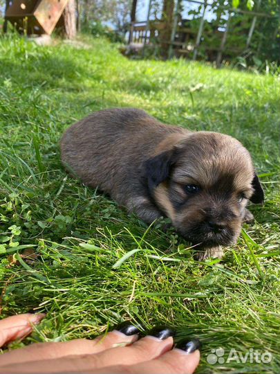 Маленькая собака