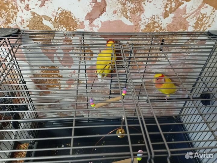 Попугаи неразлучники с клеткой