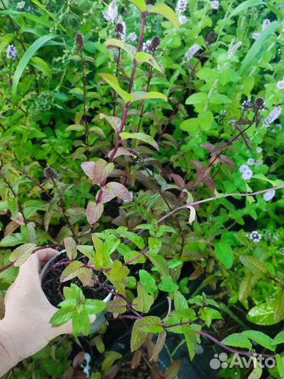 Мята сортовая, Партеноциссус (виноград девечий)