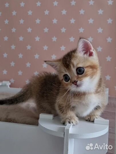 Коротколапое чудо с огромными глазами