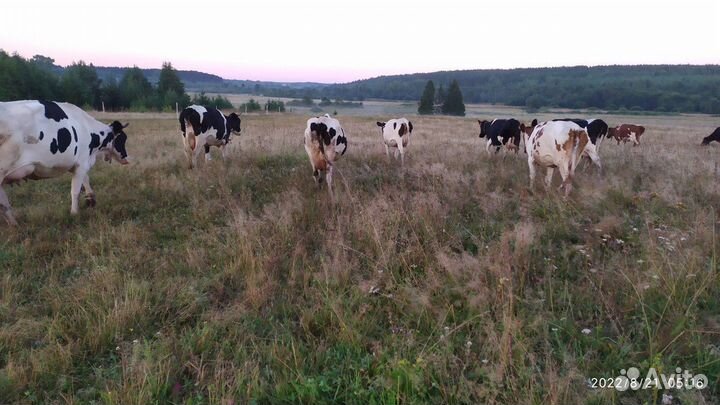 Животноводческая ферма продаю