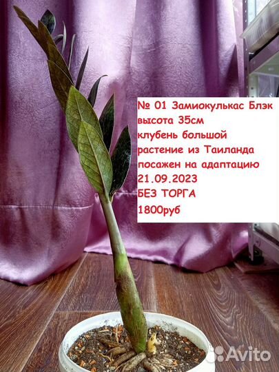 Самовывоз Замиокулькас Вар и Блэк