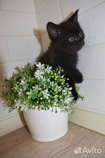 Шотландская