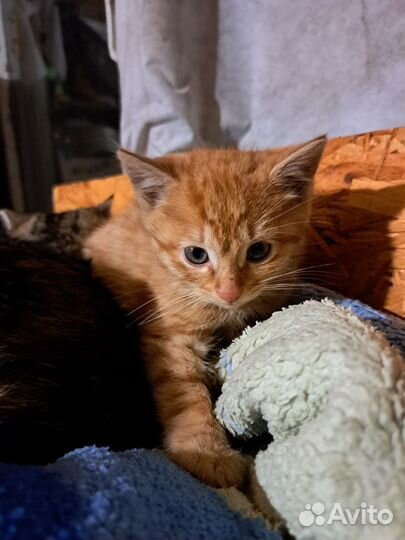 Котята в дар