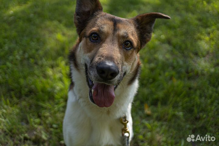 Брошенный хозяевами пес, ищет семью