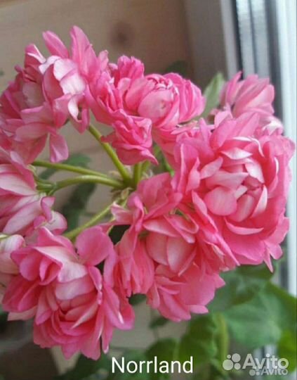 Пеларгония герань