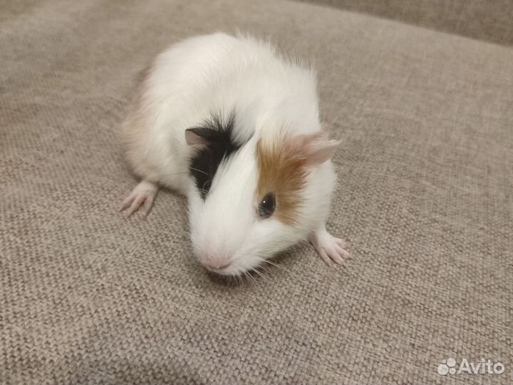 Морские свинки малыши девочка и мальчик