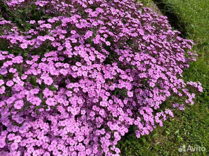 Мыльнянка, тимьян, гвоздики, иссоп