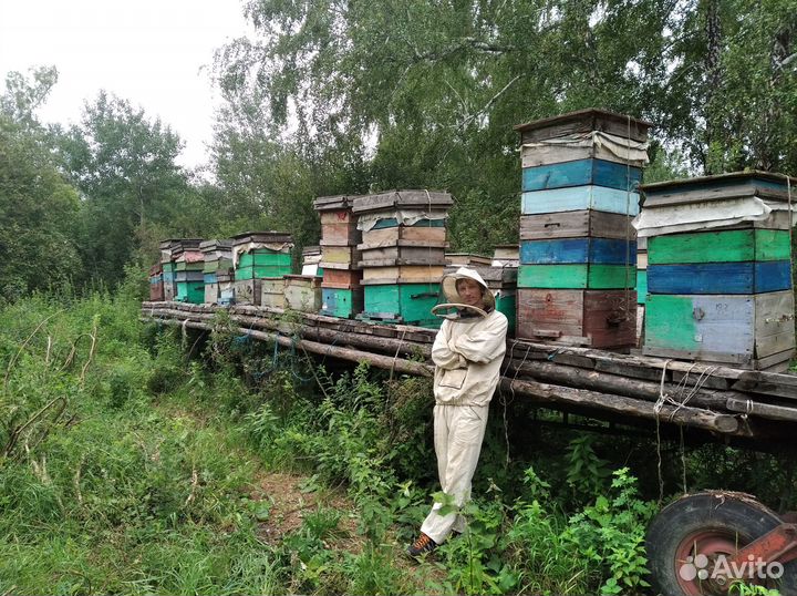 Мед. Алтай 2023. Настоящий Май и настоящая Акация