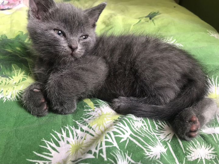 Котенок мальчик 1 мес