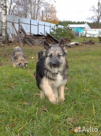 Джерри ищет хозяина