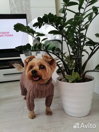 Комбинезон для маленькой собаки