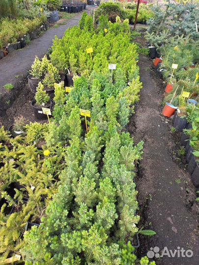 Пихта Корейская