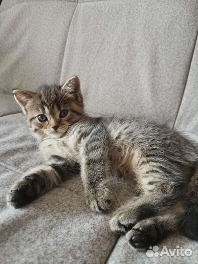 Котята шотландцы